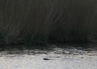 VWG vogelreis Oost Duitsland mei 2010 416